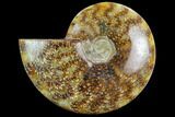 Polished Ammonite (Cleoniceras) Fossil - Madagascar #127203-1